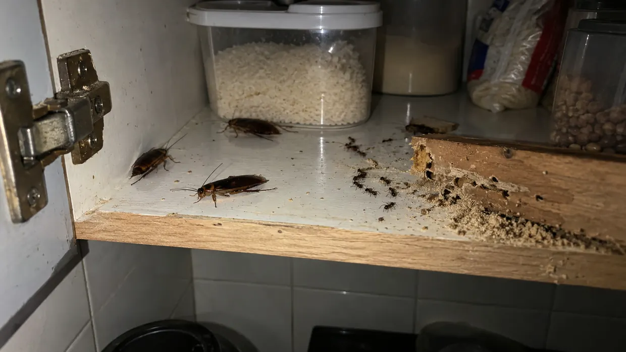 Baratas, formigas e cupim dentro de um armário de cozinha — pragas urbanas atendidas pela Bayo